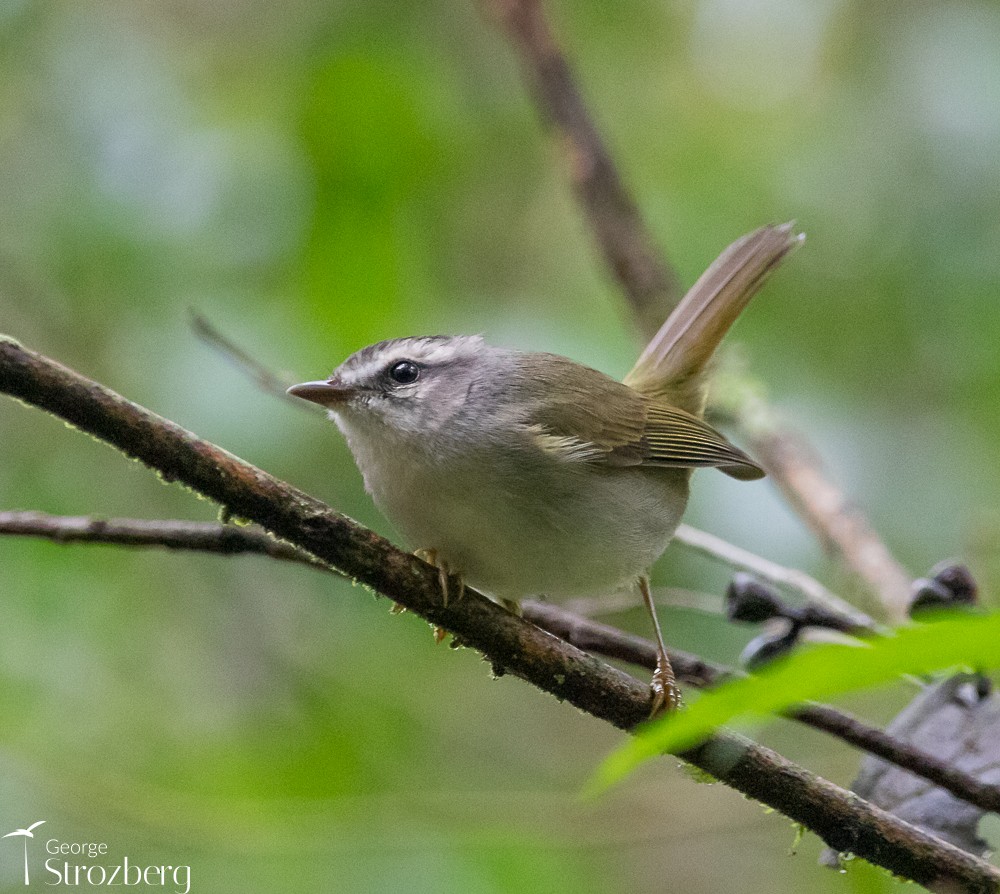 Golden-crowned Warbler (White-bellied) - ML619649886