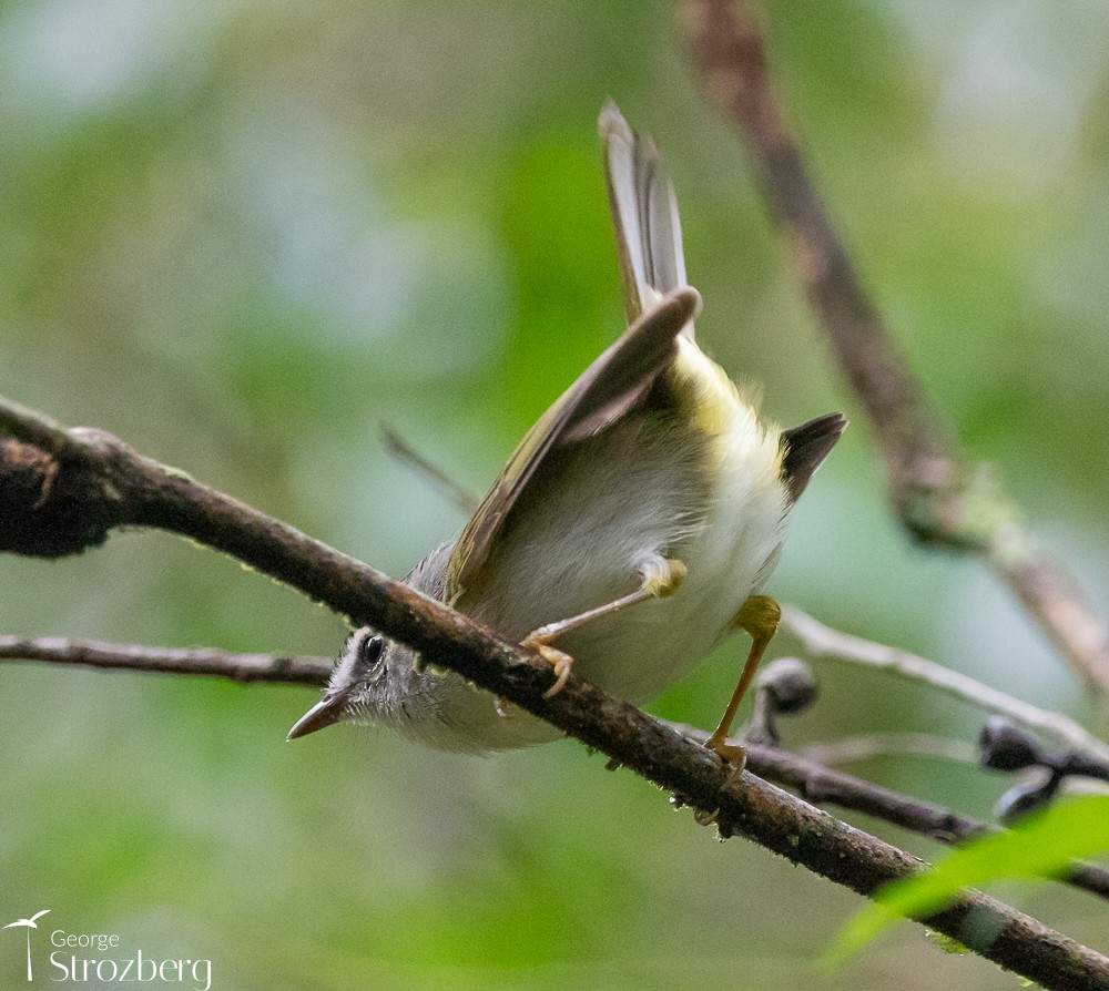 Golden-crowned Warbler (White-bellied) - ML619649887