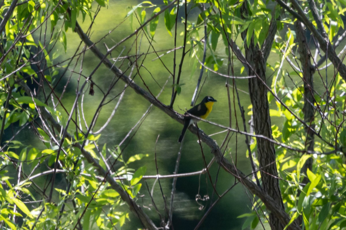 Yellow-breasted Chat - ML619649889