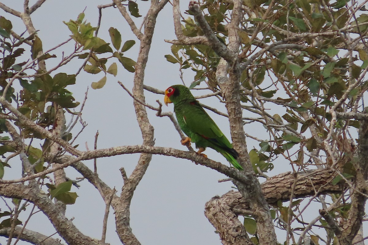 Yellow-lored Parrot - ML619650022