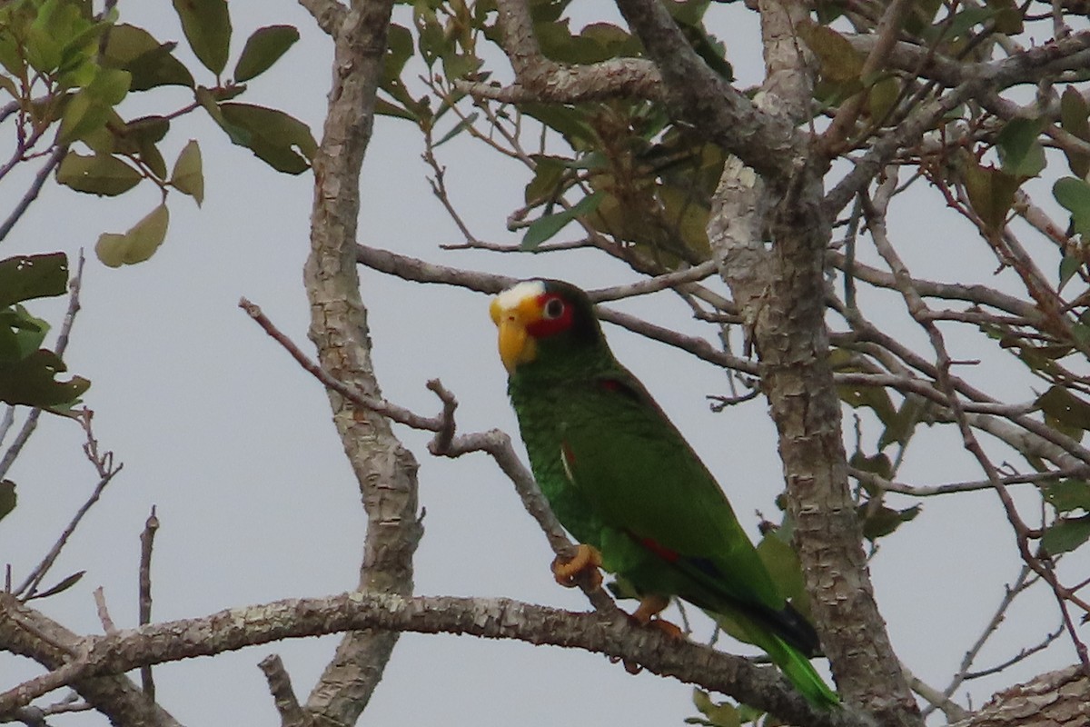 Yellow-lored Parrot - ML619650039