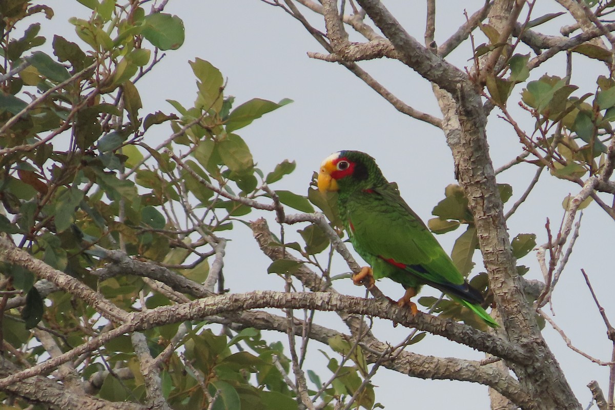Yellow-lored Parrot - ML619650047