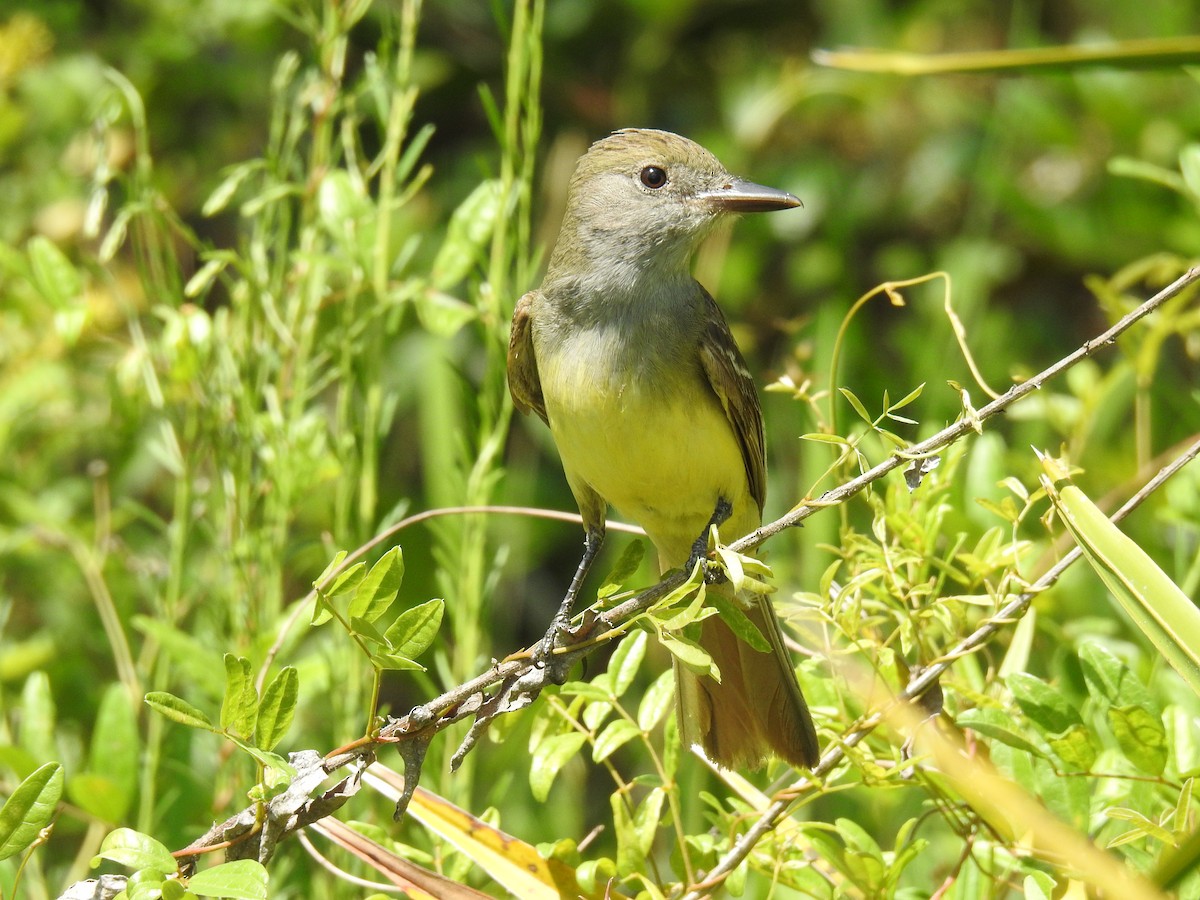 Great Crested Flycatcher - ML619650078