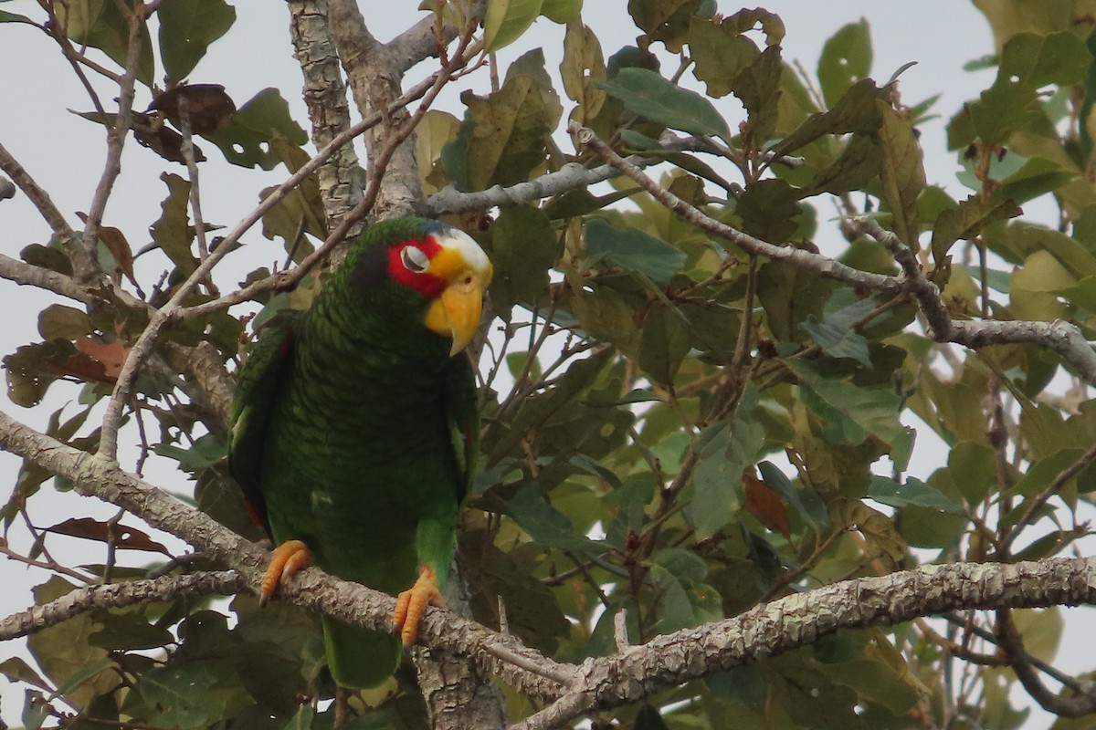 Yellow-lored Parrot - ML619650086