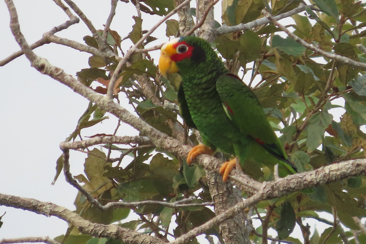 Yellow-lored Parrot - ML619650103