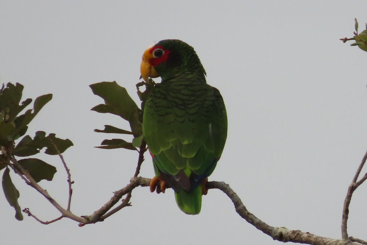 Yellow-lored Parrot - ML619650113