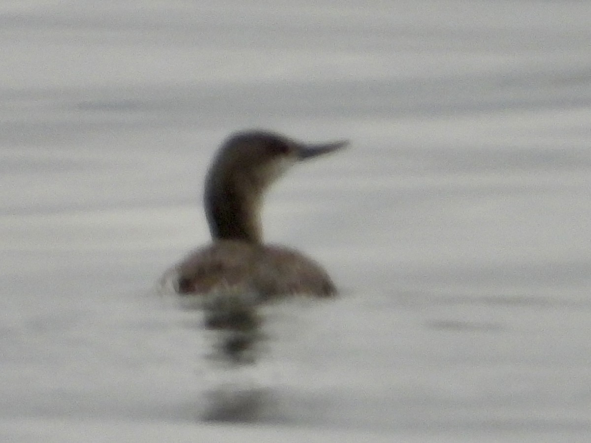 Red-throated Loon - ML619650147