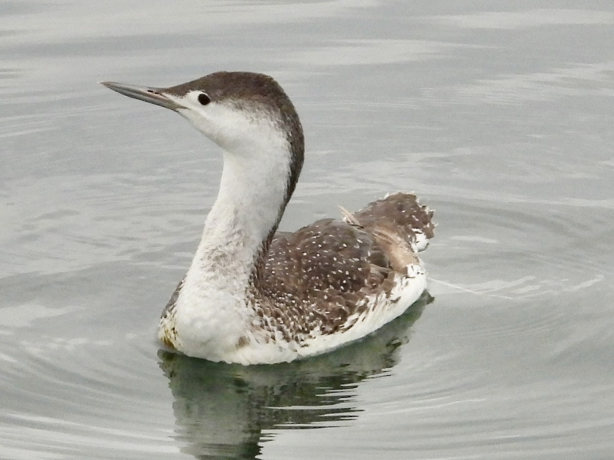 Red-throated Loon - ML619650149