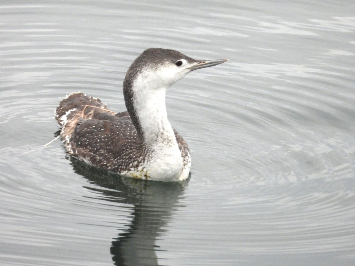 Red-throated Loon - ML619650150