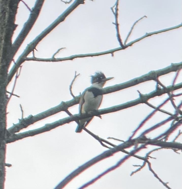 Belted Kingfisher - ML619650160