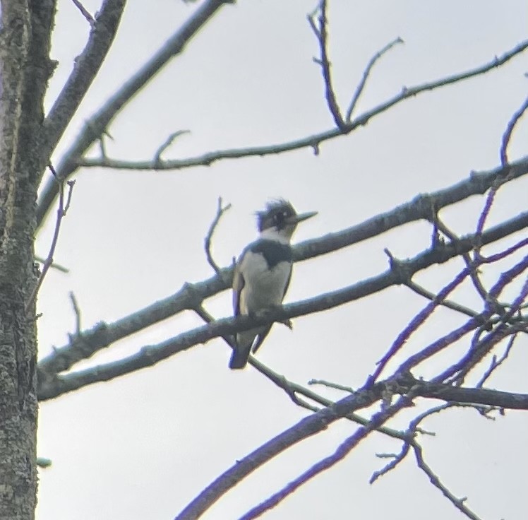Belted Kingfisher - ML619650161