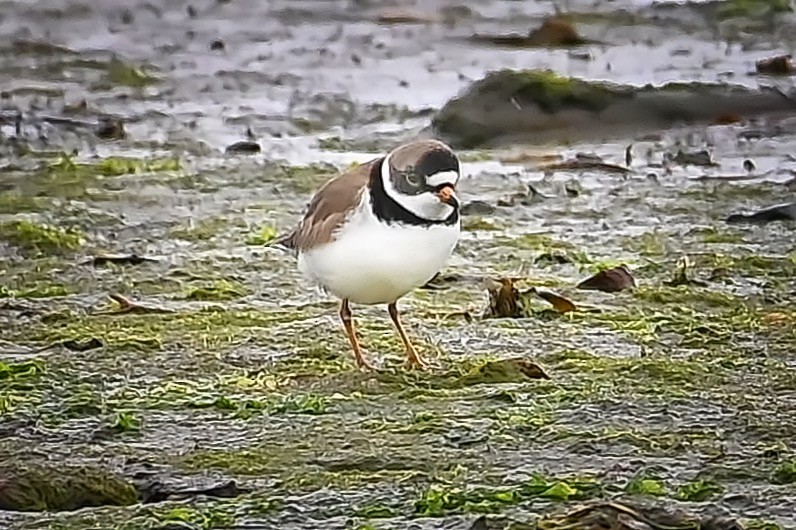 Semipalmated Plover - ML619650244