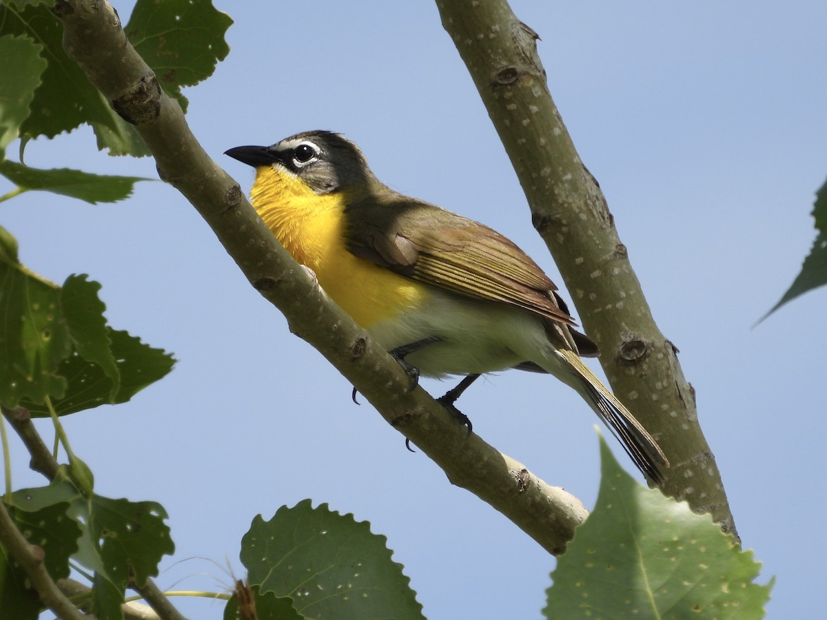 Yellow-breasted Chat - ML619650245
