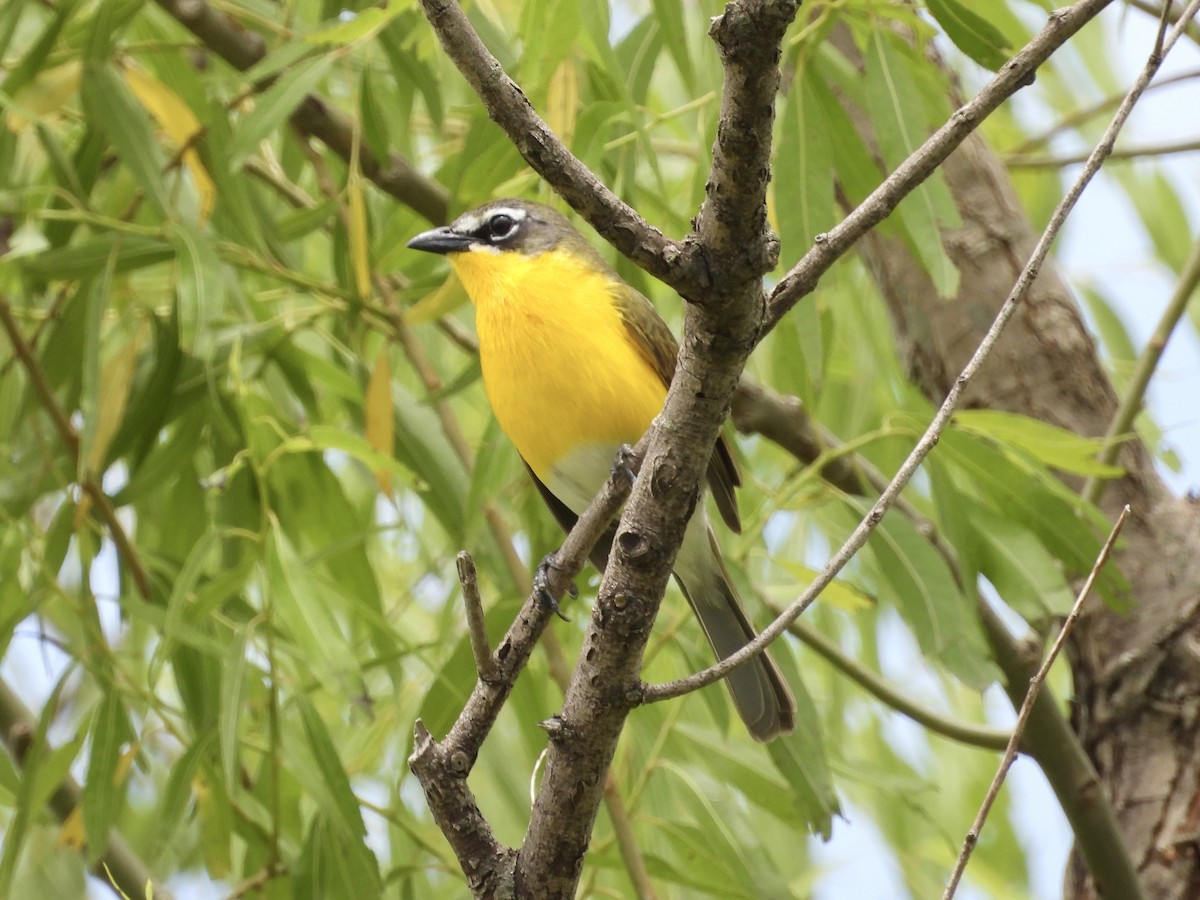 Yellow-breasted Chat - ML619650246