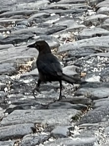Great-tailed Grackle - ML619650251