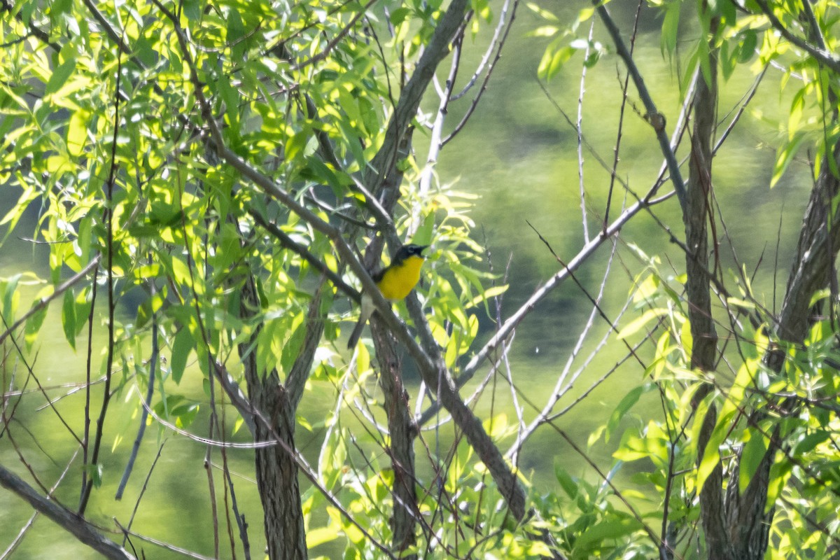 Yellow-breasted Chat - ML619650327