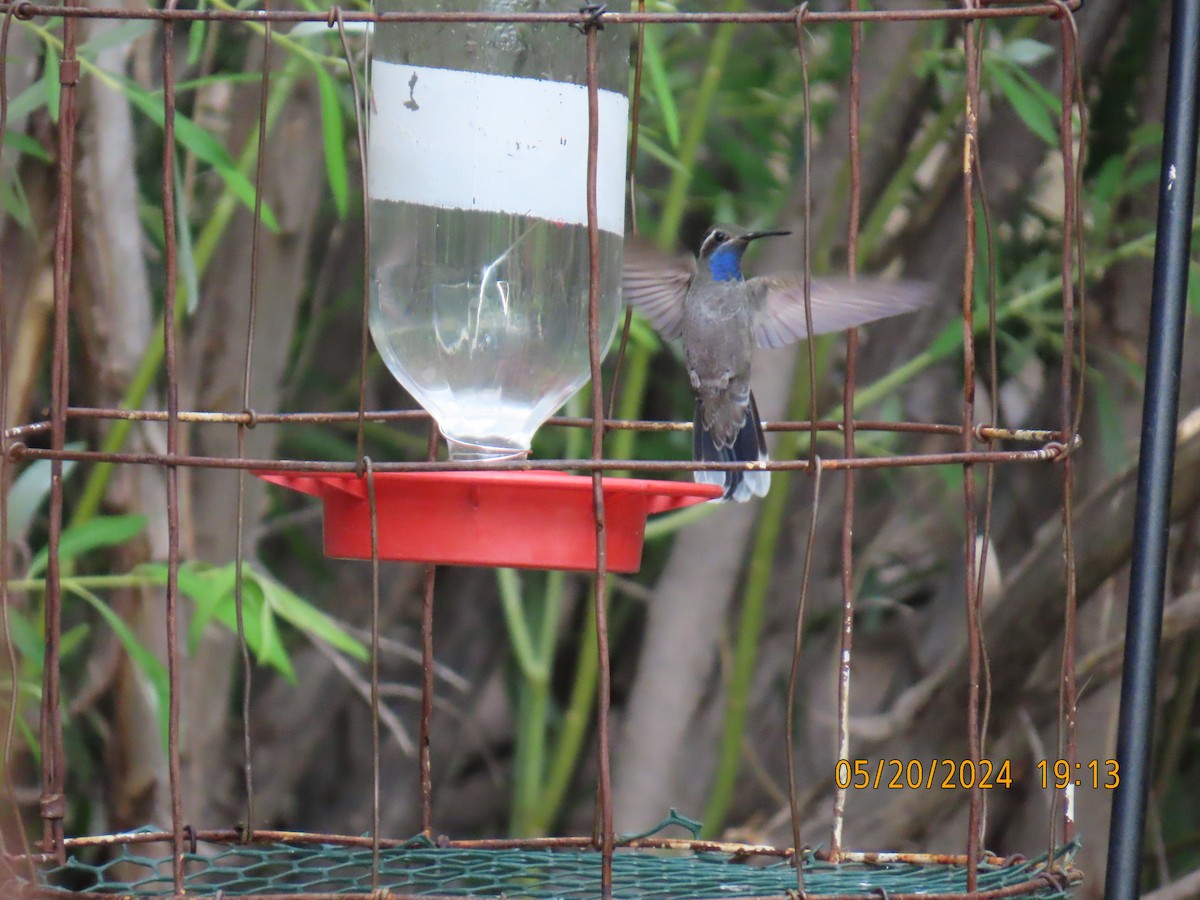 kolibřík blankytohrdlý - ML619650336