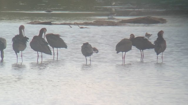 ibis hnědý - ML619650343