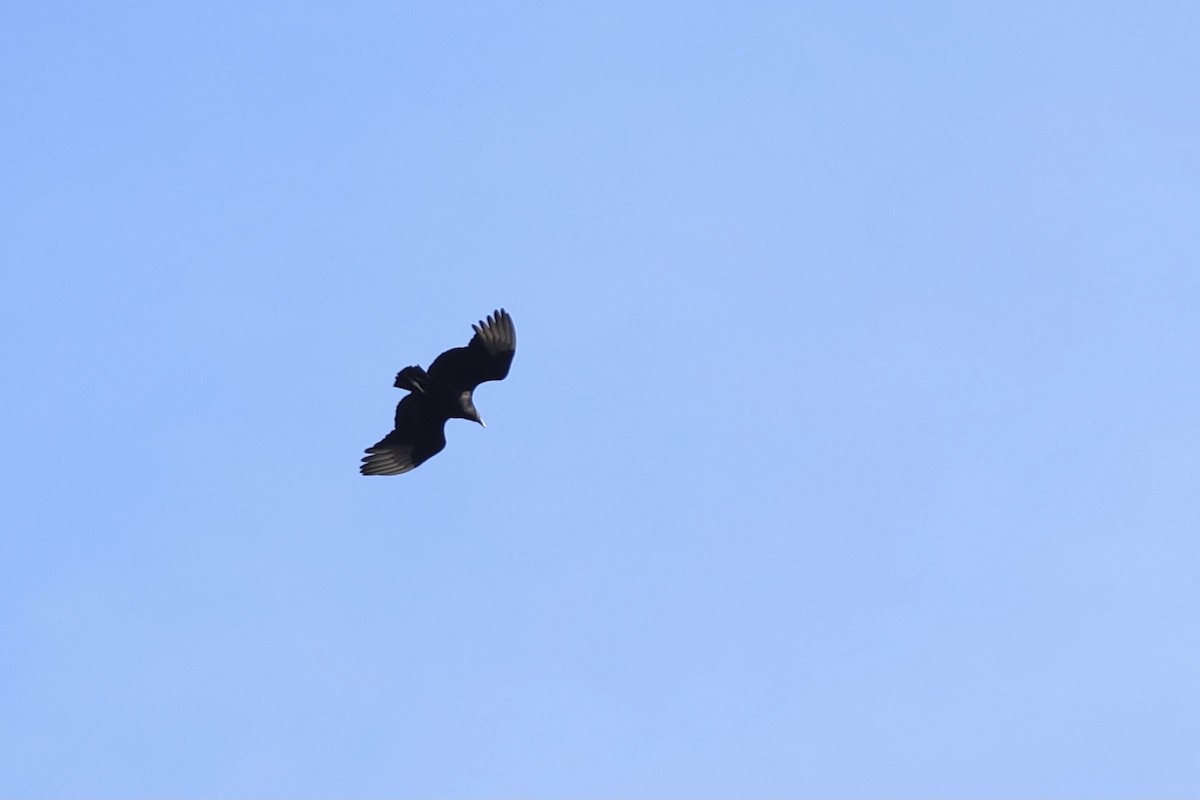 Black Vulture - ML619650367