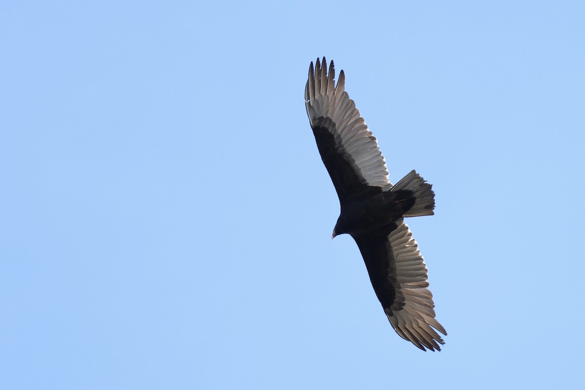 Turkey Vulture - ML619650404