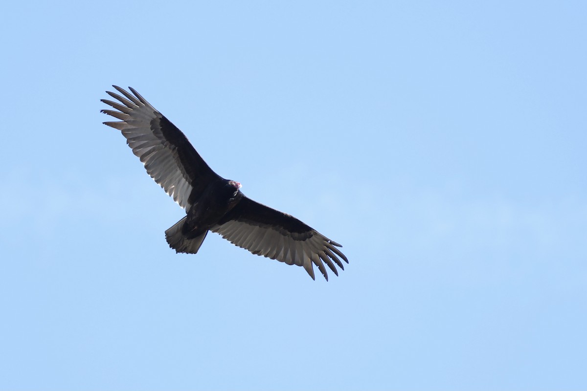 Turkey Vulture - ML619650405