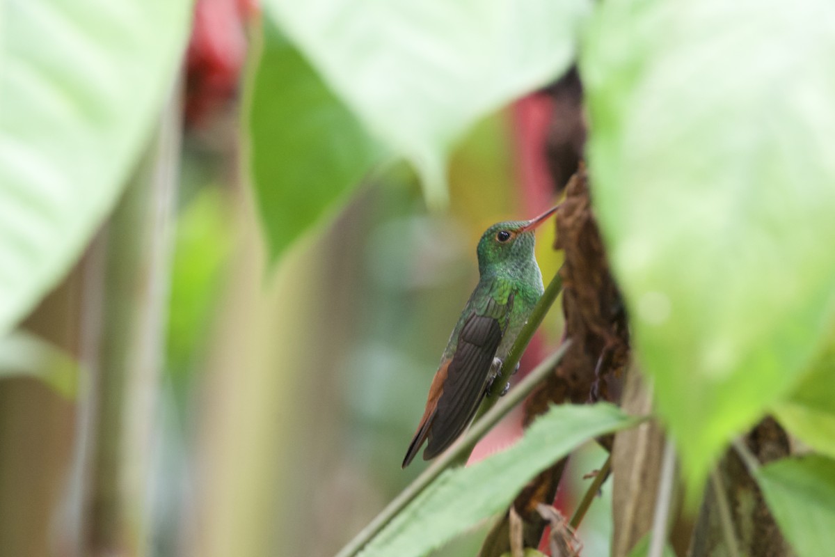 Rufous-tailed Hummingbird - ML619650430