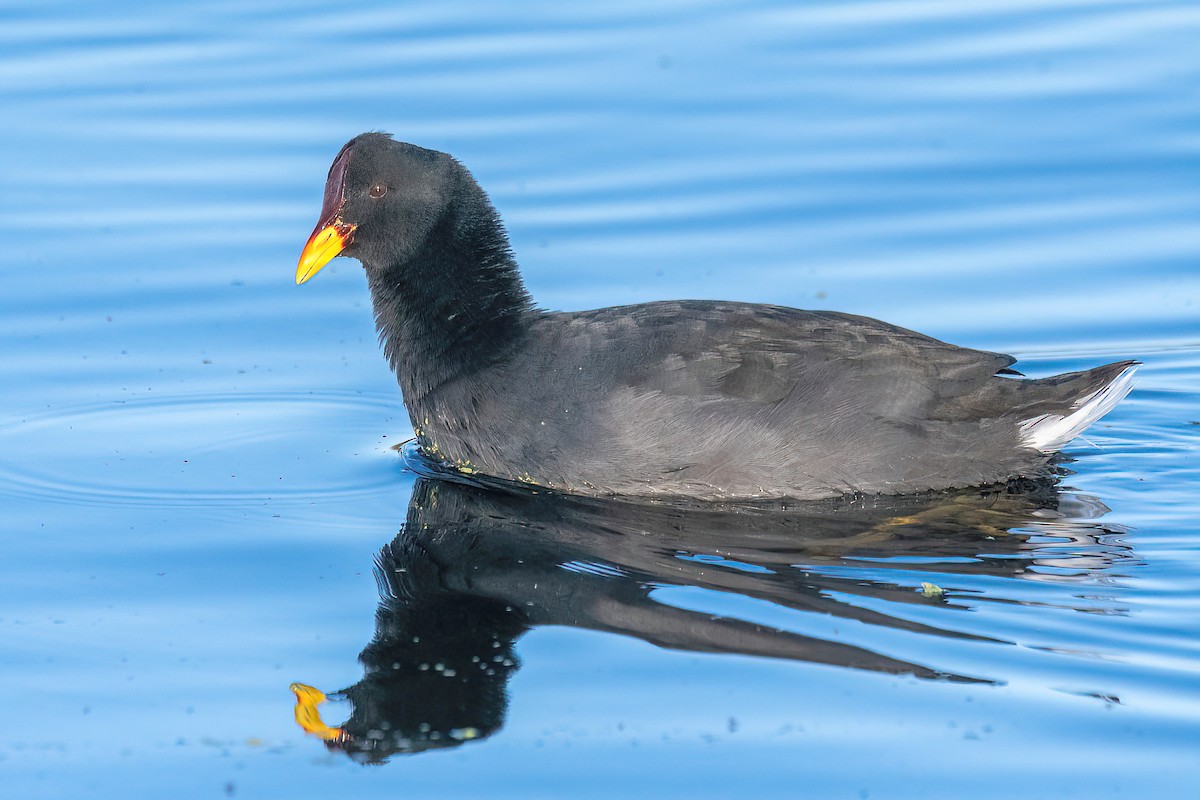 Red-fronted Coot - ML619650444
