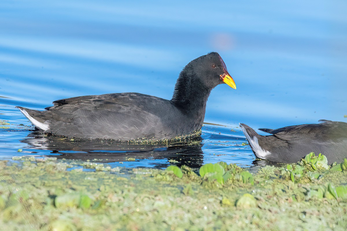 Red-fronted Coot - ML619650446