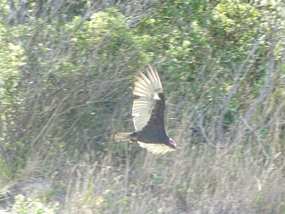Turkey Vulture - ML619650475