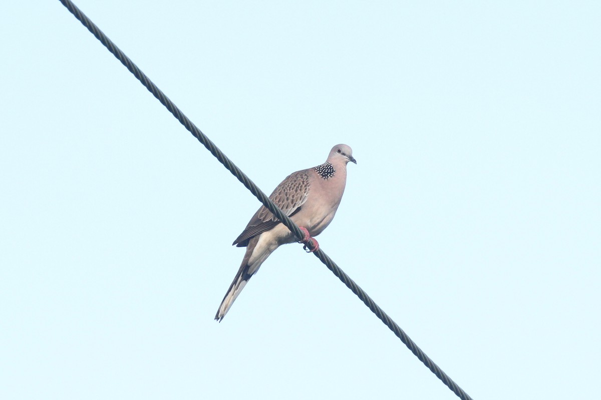 Spotted Dove - ML619650483