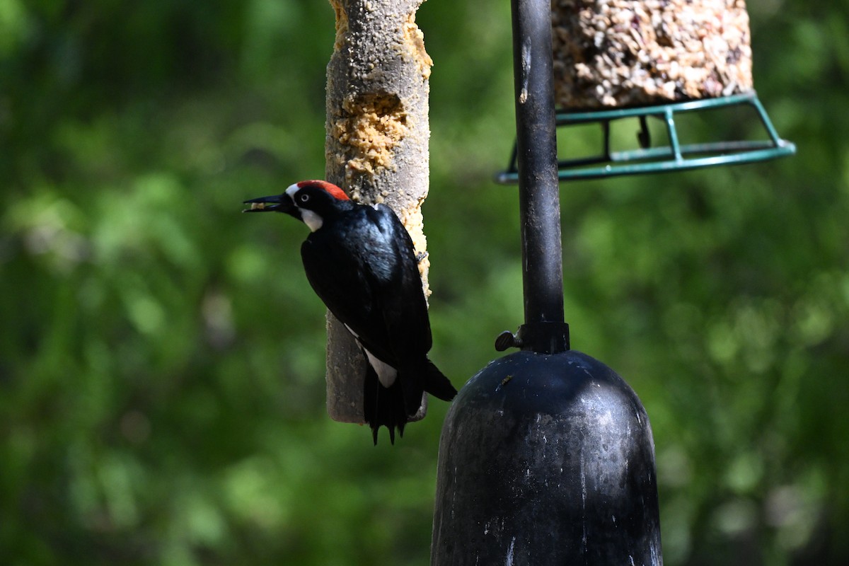 Acorn Woodpecker - ML619650491