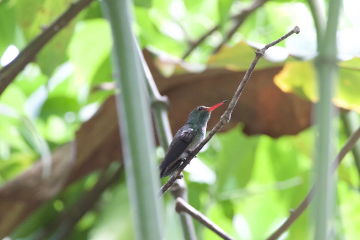 Rufous-tailed Hummingbird - ML619650539
