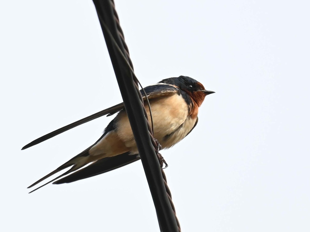 Barn Swallow (American) - ML619650589