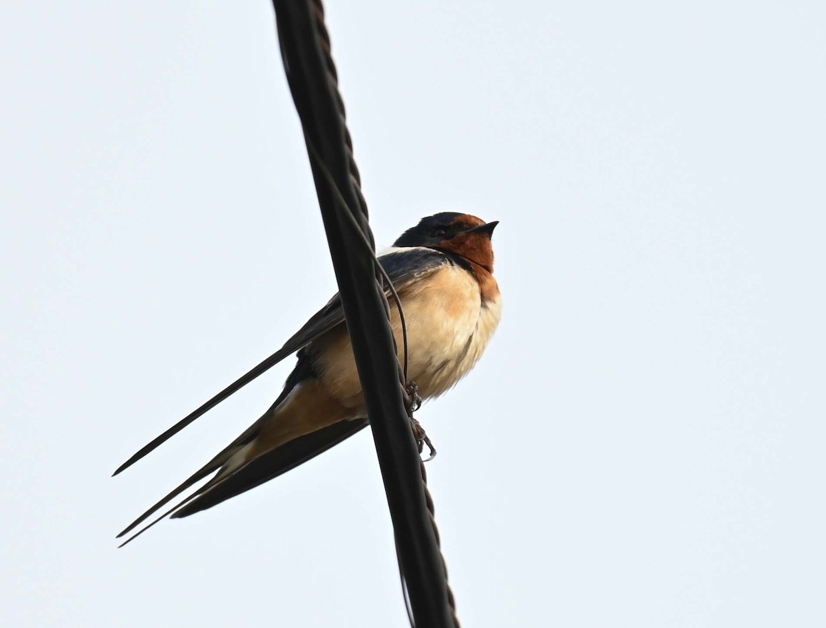 Barn Swallow (American) - ML619650595