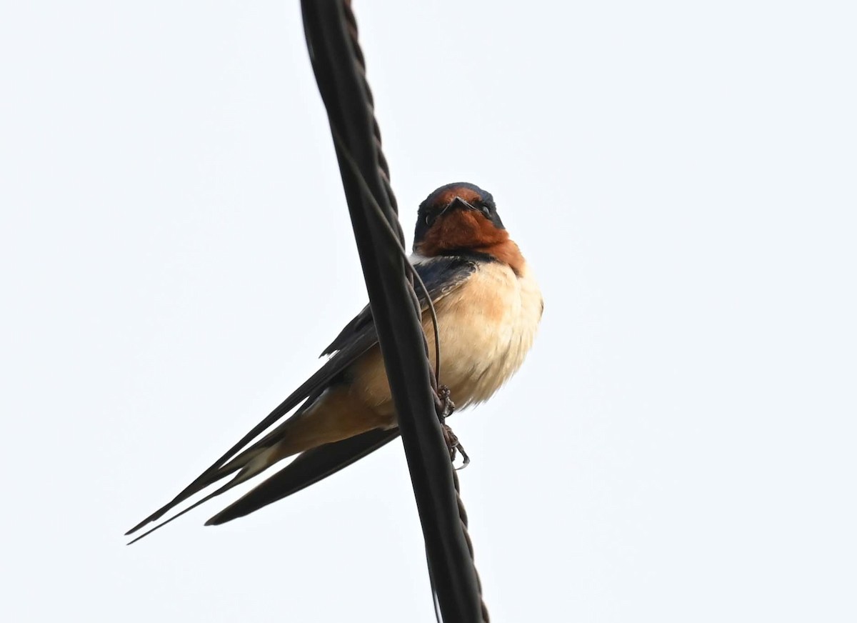 Barn Swallow (American) - ML619650596