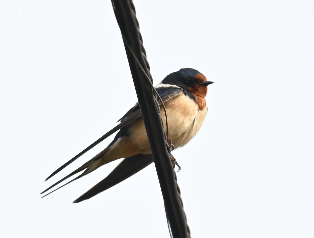 Barn Swallow (American) - ML619650597