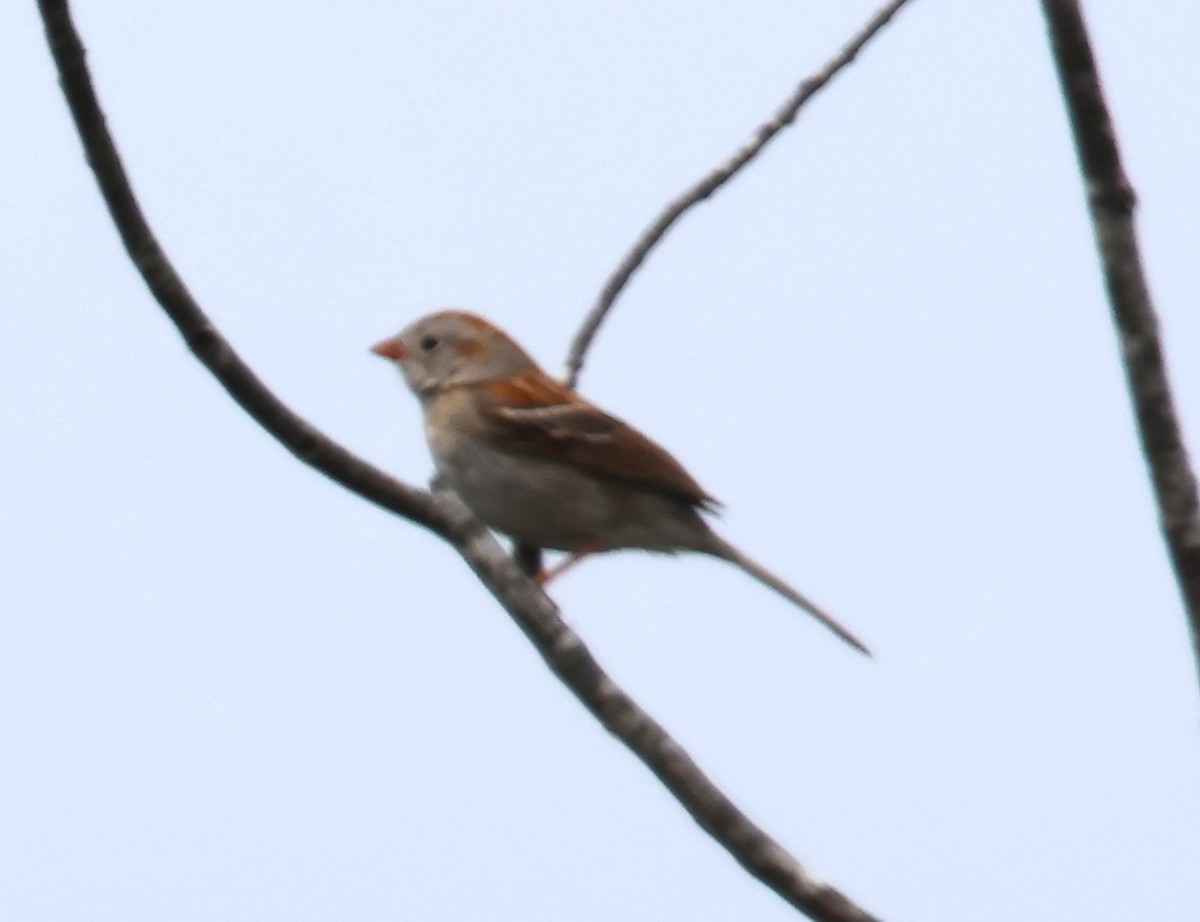 Field Sparrow - ML619650598