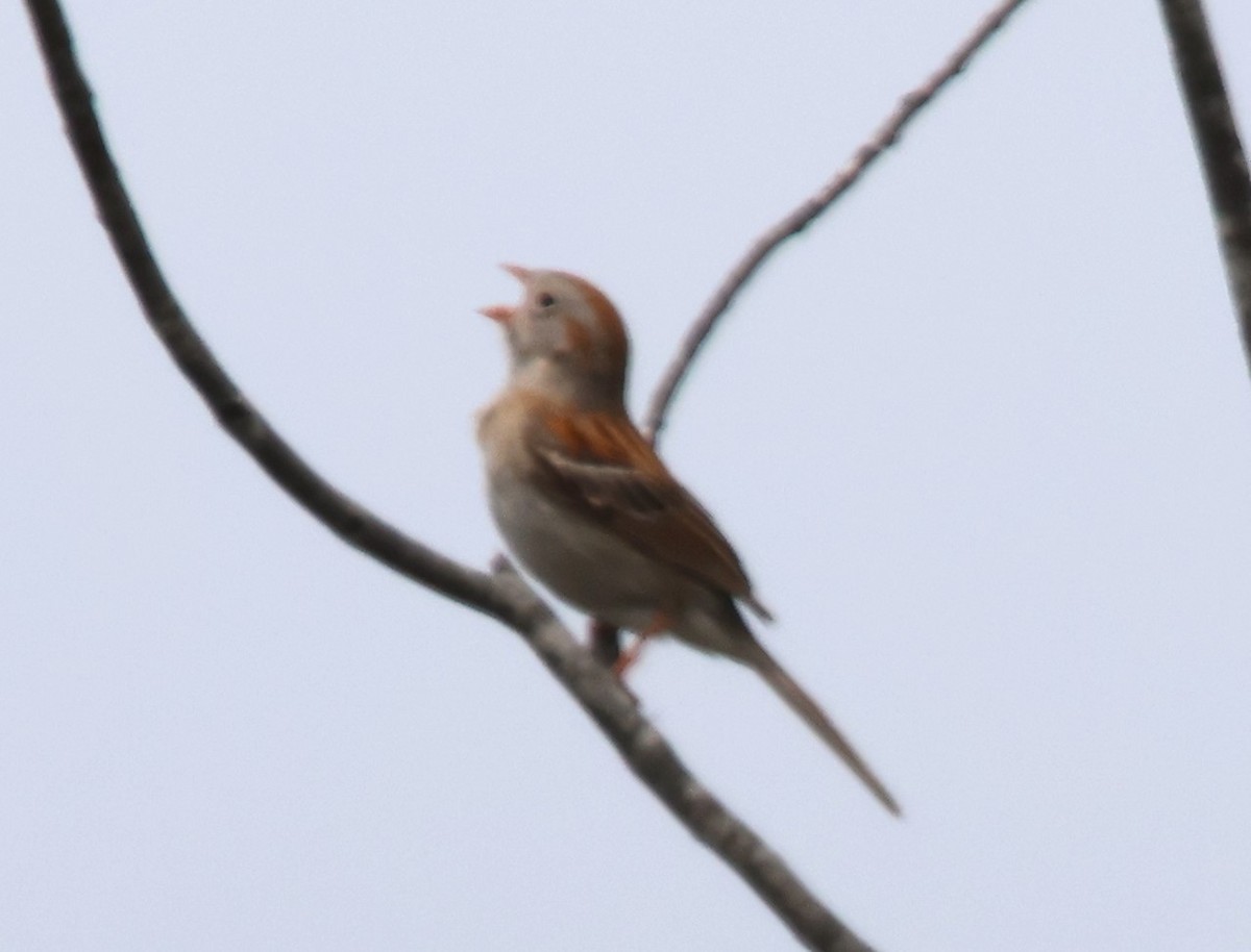 Field Sparrow - ML619650599