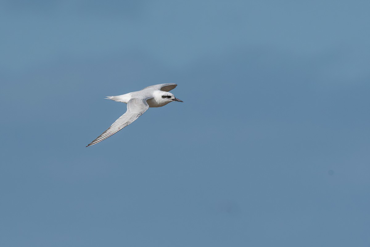 Snowy-crowned Tern - ML619650628