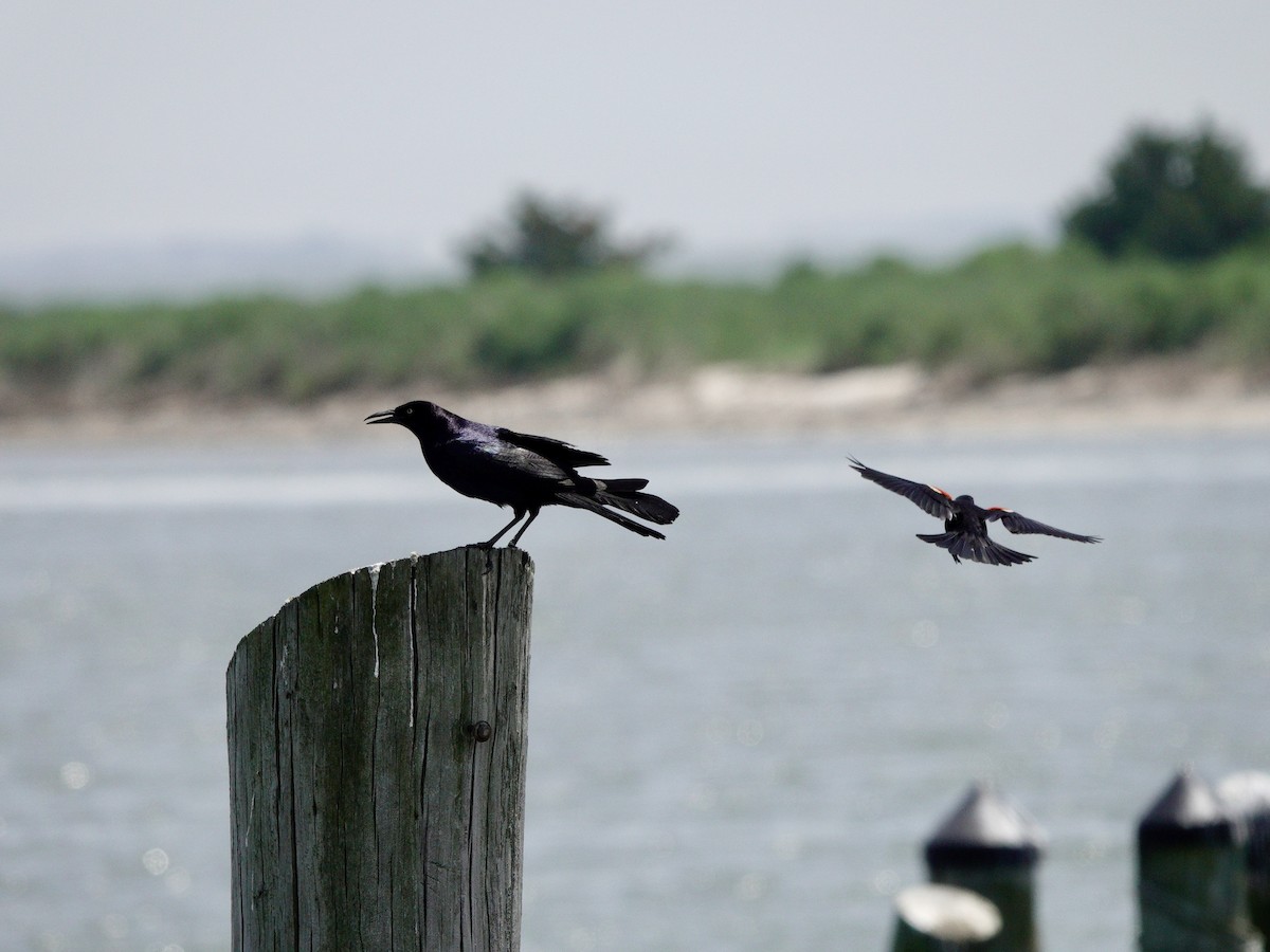 Boat-tailed Grackle - ML619650676