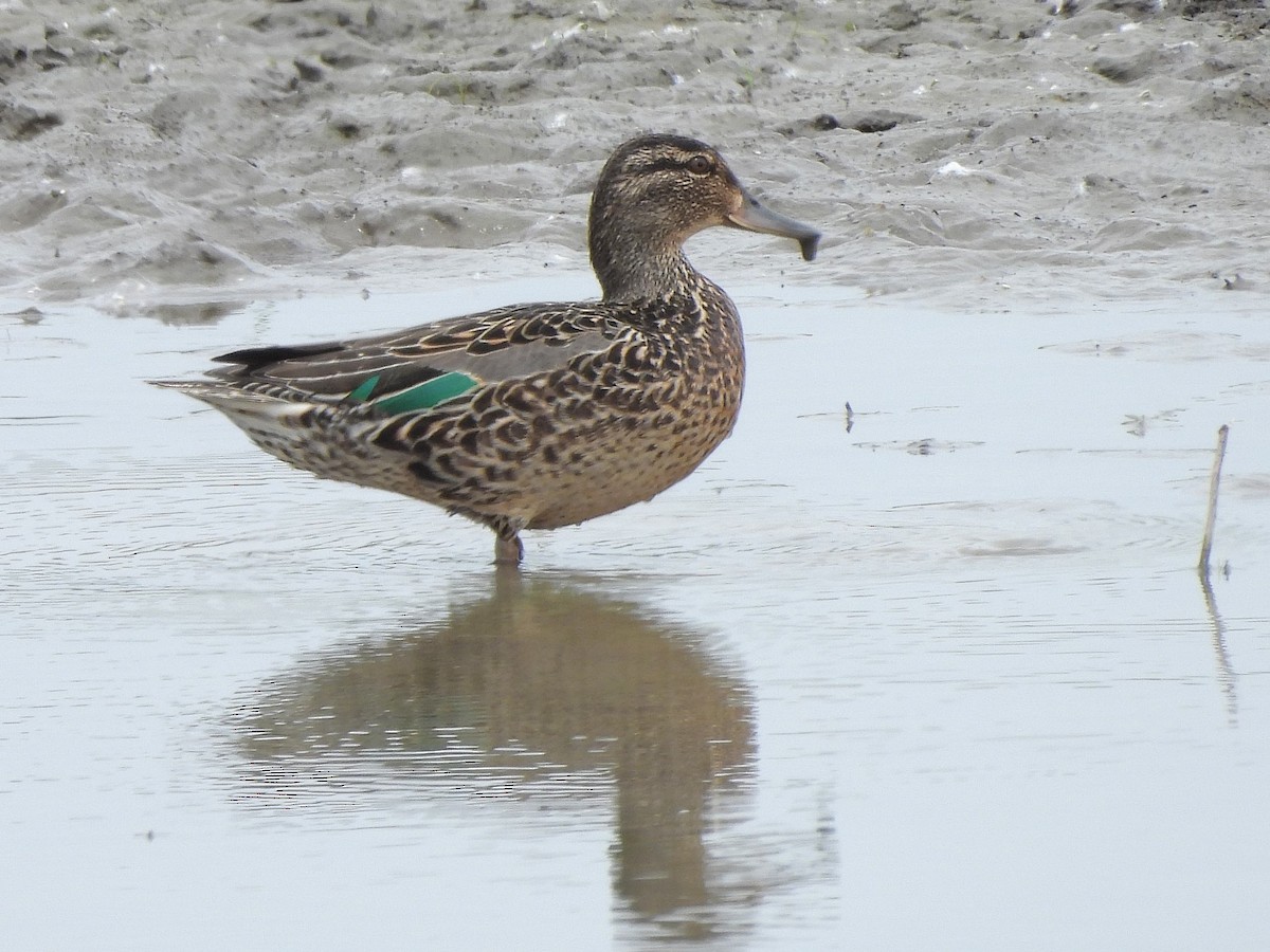 Green-winged Teal - ML619650722