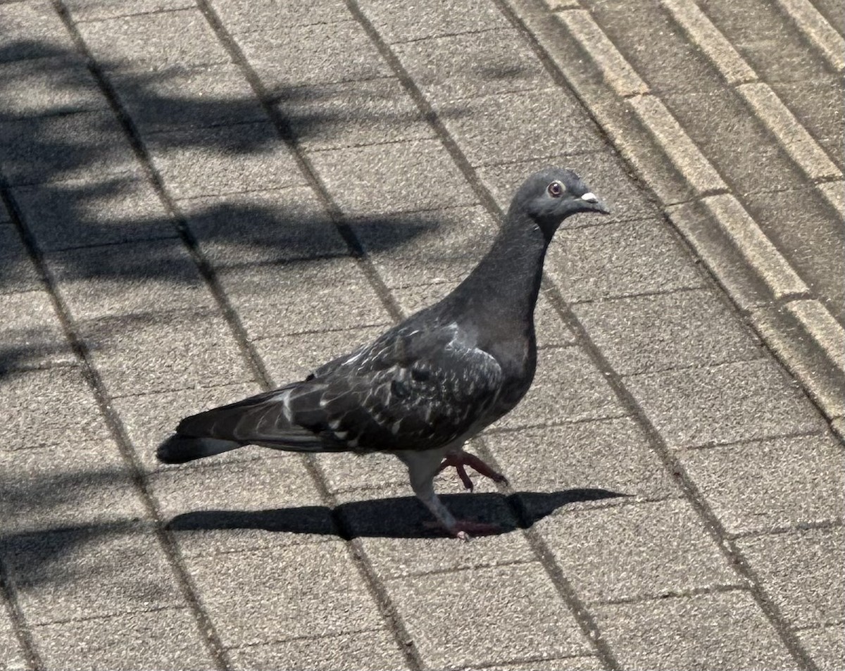 Rock Pigeon (Feral Pigeon) - ML619650806
