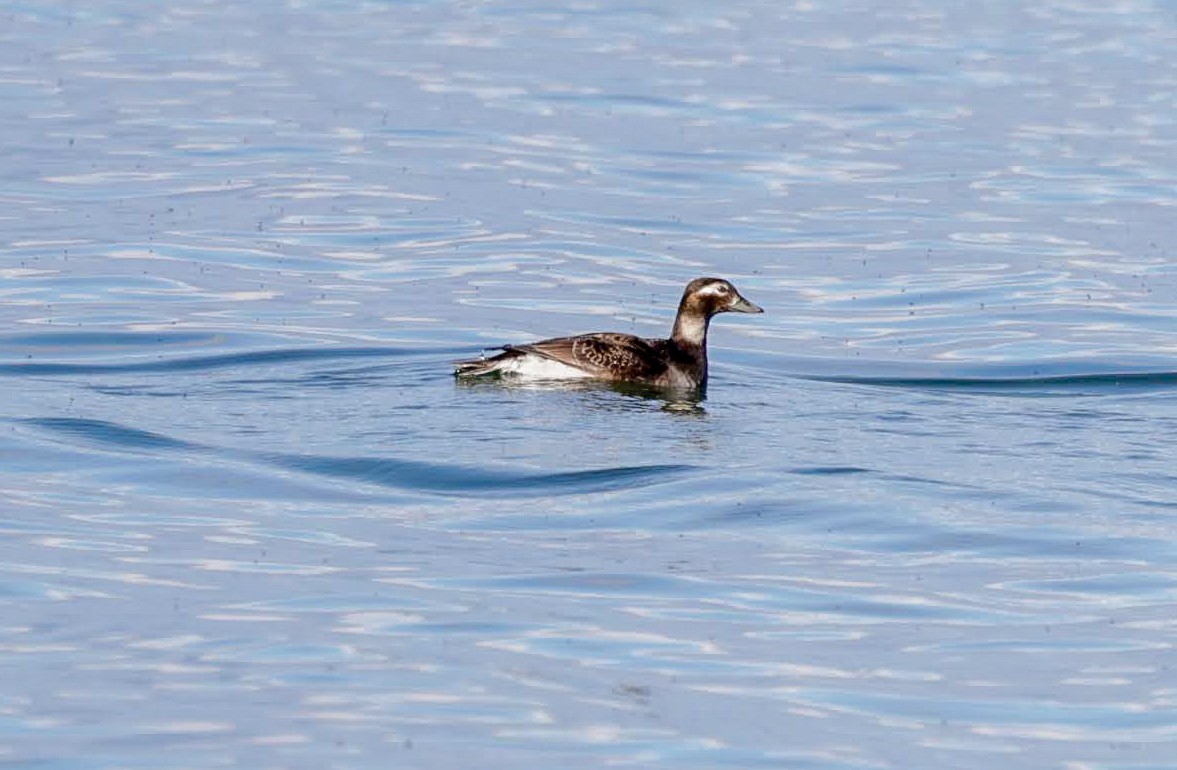 Long-tailed Duck - ML619650891