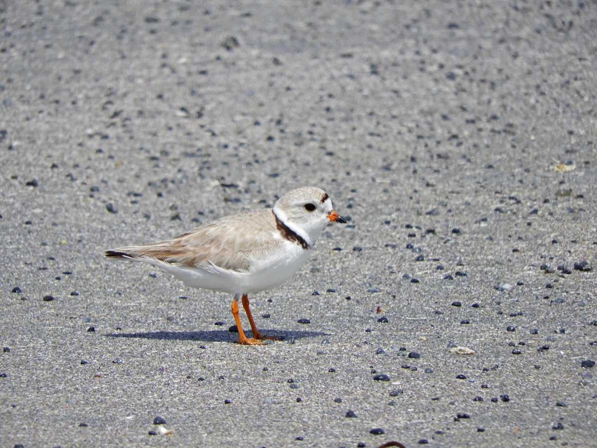 Piping Plover - ML619650898