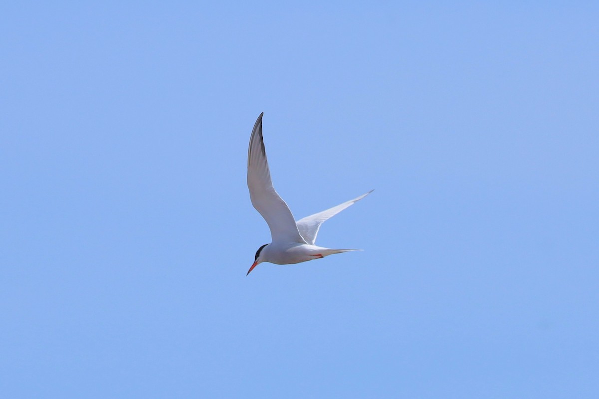 Common Tern - ML619650903