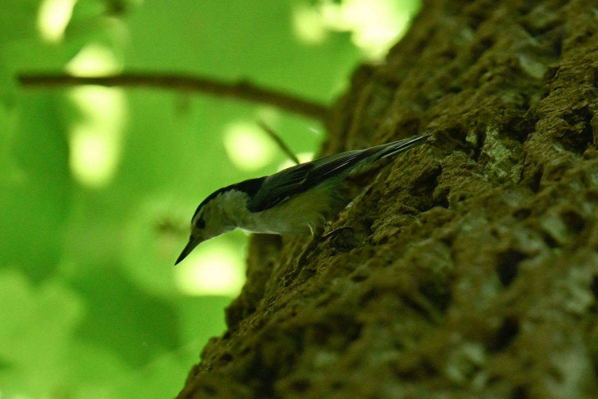 White-breasted Nuthatch - ML619650915