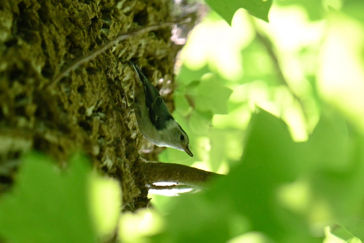 White-breasted Nuthatch - ML619650916