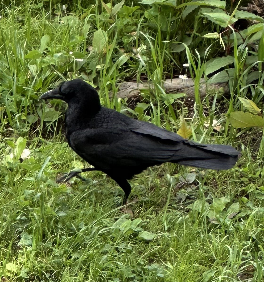 Large-billed Crow - ML619650923