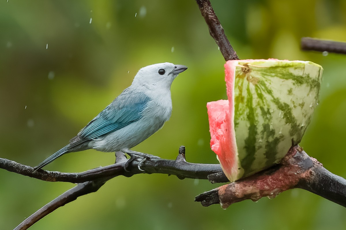 Blue-gray Tanager - ML619650973