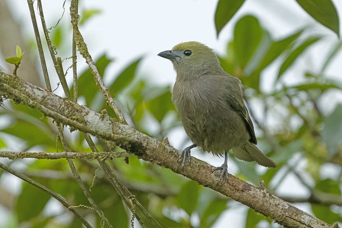 Palm Tanager - ML619650977